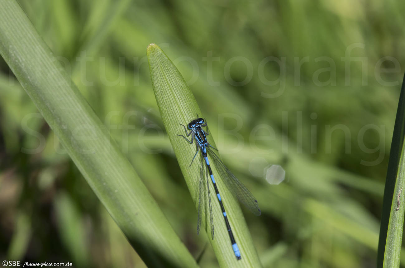 _IGP6591